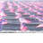 Tapis capitonné Jefferson Rugs.com-1626067562
