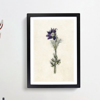 Illustration of a Purple Pasqueflower - Picture Frame Painting Print