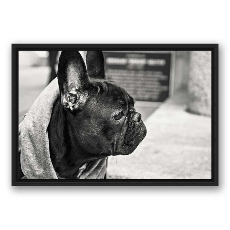 " Frenchie ", 17.75" H x 25.75" W x 1.75" D