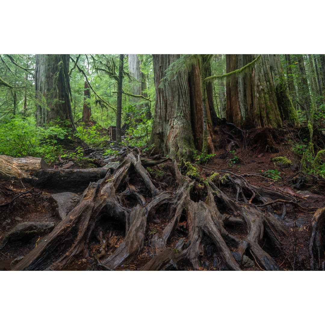 Avatar Grove Vancouver Island von Davemantel - Kunstdrucke