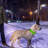 Dog Collar-98497195