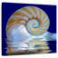 Aletra Nautilus sur l'eau