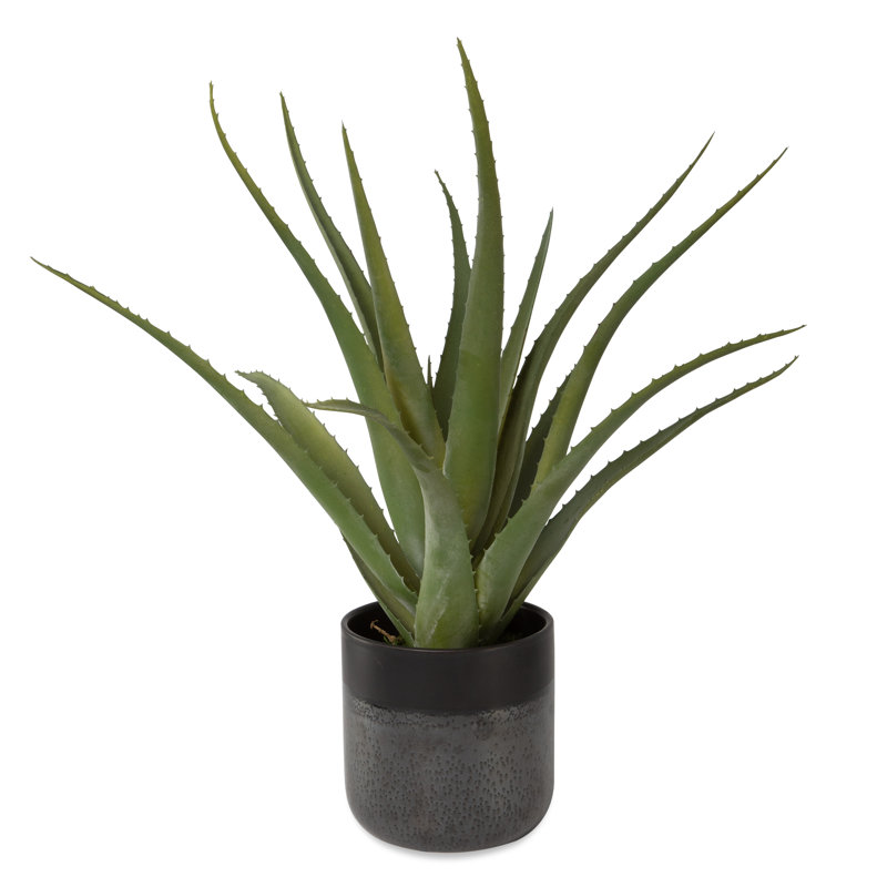 Kemel 19'' Aloe Plant in Ceramic Pot
