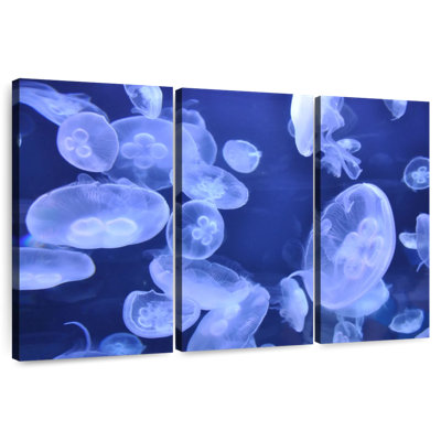 Brampt Sea Jellies