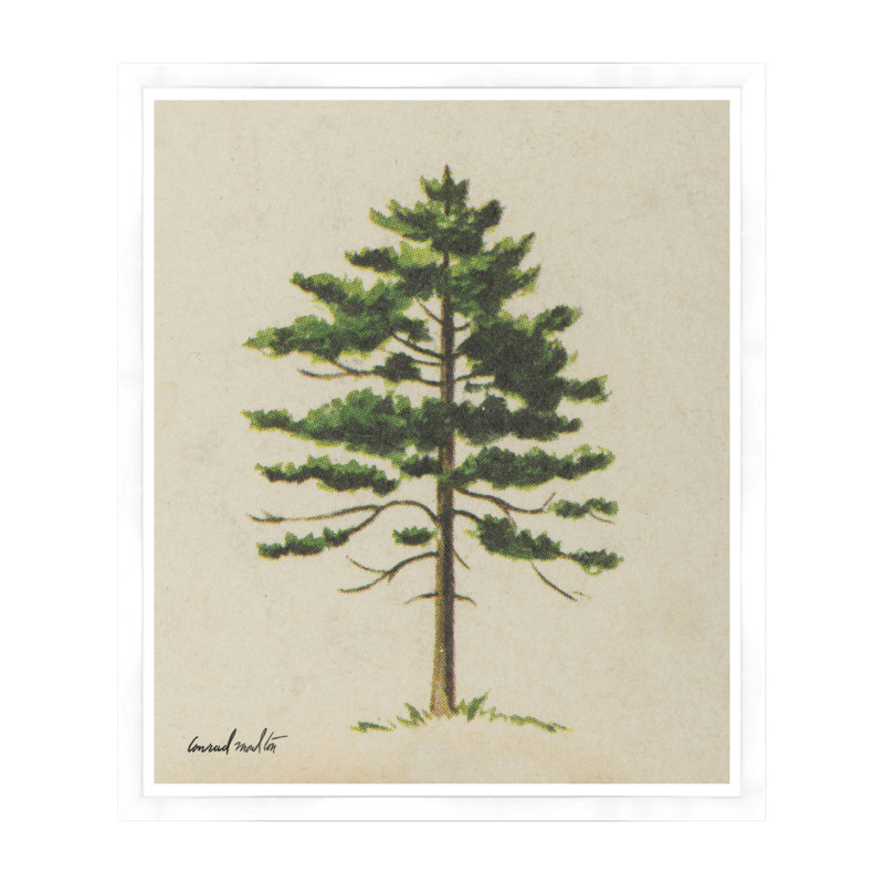 Moulton Collection " Cedar ", White Framed