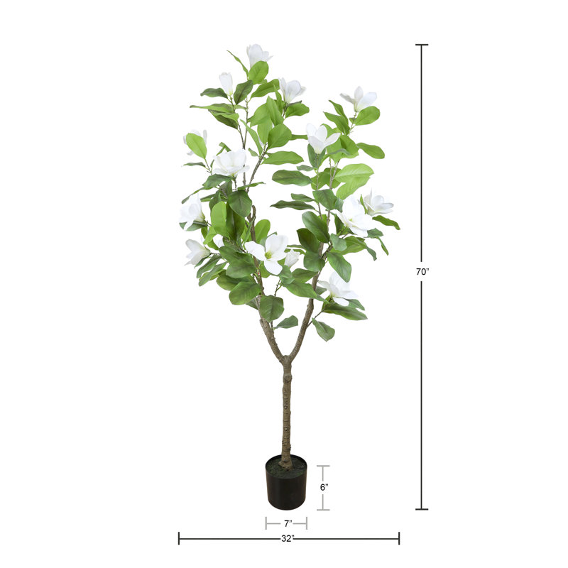 Magnolia