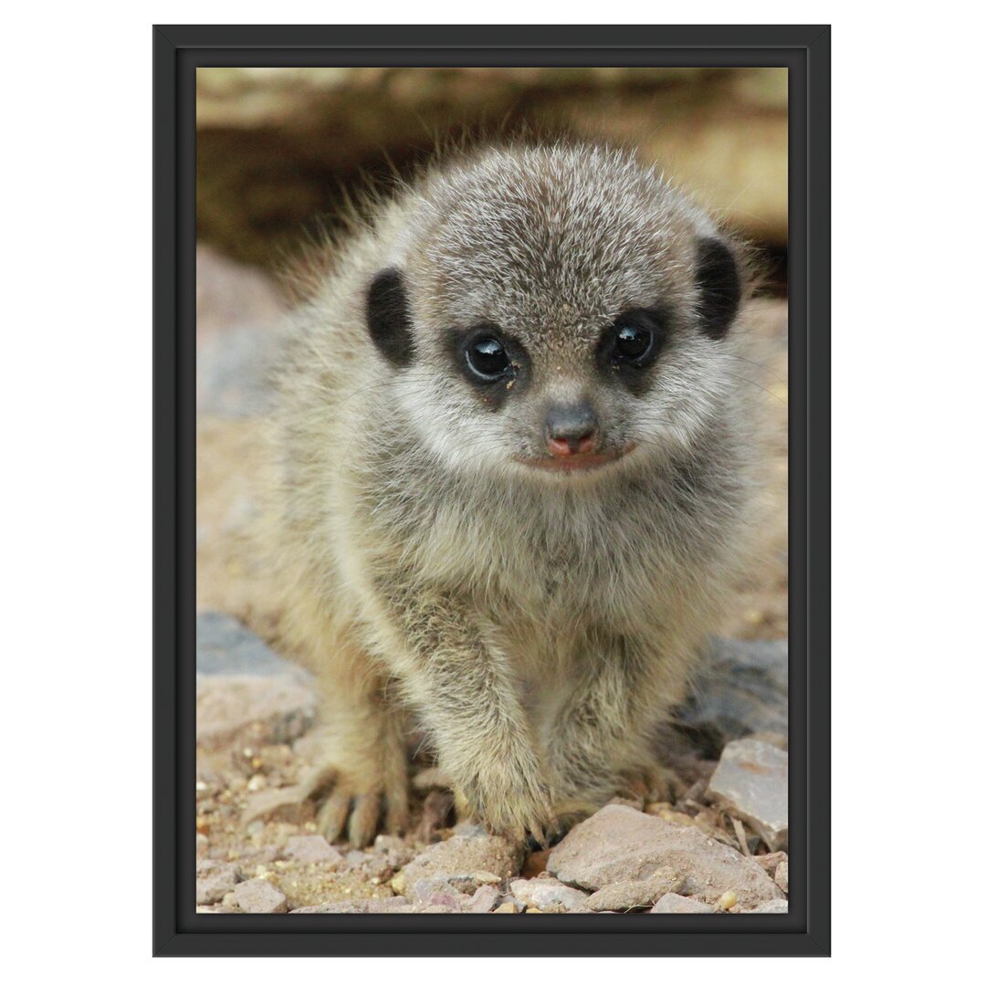 Gerahmtes Wandbild Erdmännchen zwischen Steinen