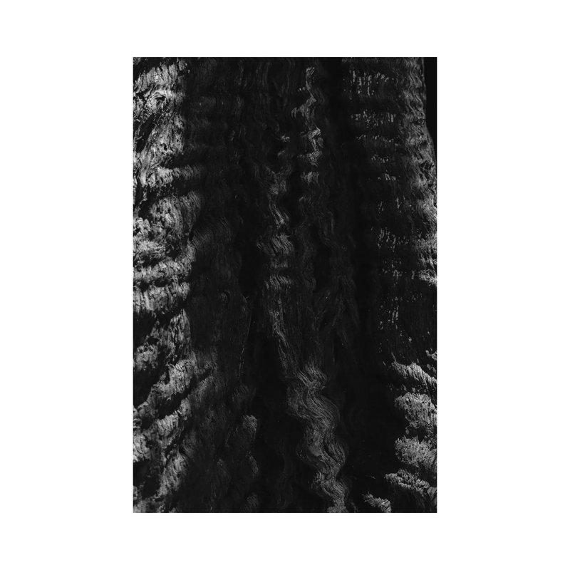 California Redwood Tree by Bethany Young - Print on Canvas, 101.6cm H x 66.04cm W x 3.81cm D, Wrapped Canvas