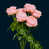 Dark Pink