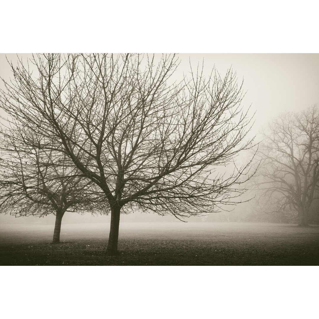 Leinwandbild Trees in Fog VIII von Jody Stuart