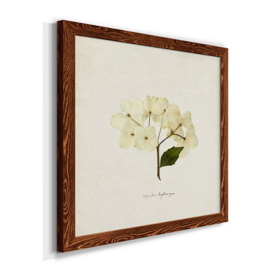 " Cornales Hydrangea II "
