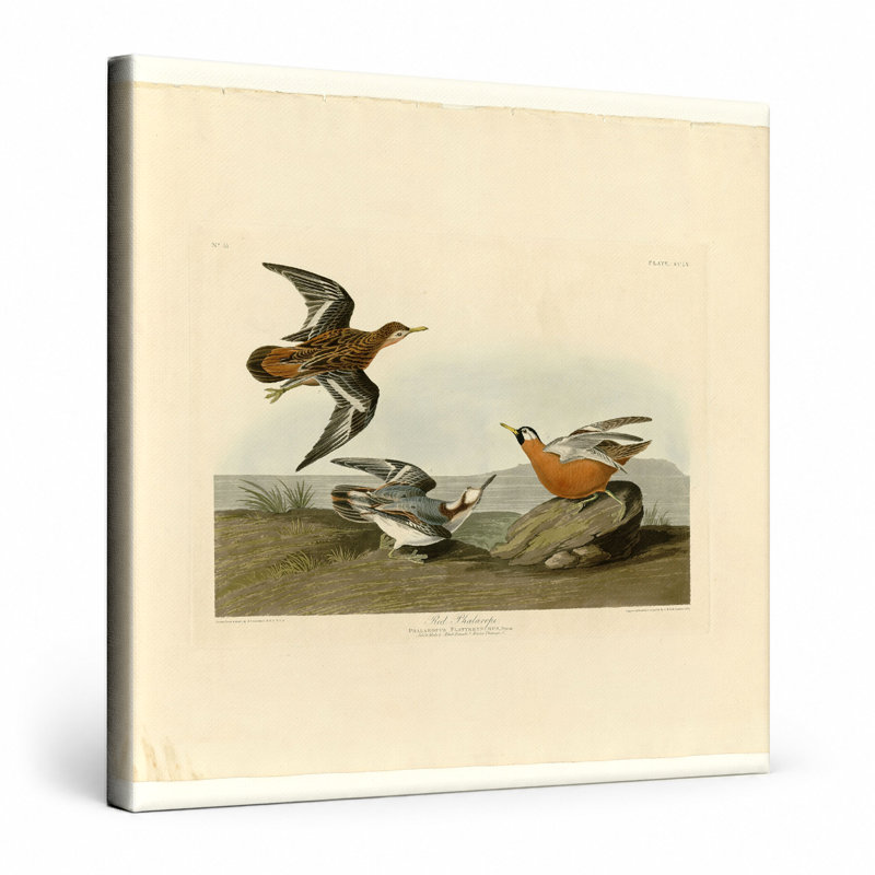 Red Phalarope (planche 255) - art mural carré sur toile, 16" W x 16" H