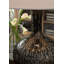 Lampe de table Ciambrone