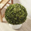 Preserved Greens Topiary, Hedge Plant in-1214296196