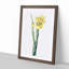 Monnieri Iris Flower by Pierre-Joseph Redoute - Picture Frame Art Print-55610179-55610180