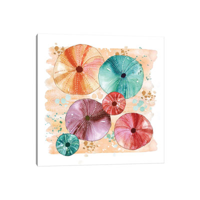 Beachcomber - Sea Urchins by Sara Berrenson - Print on Canvas