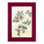 Camellia Study " Camellia Study "-547030332-547030335