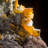 Wulfenite - Rowley Mine, Arizona, USA