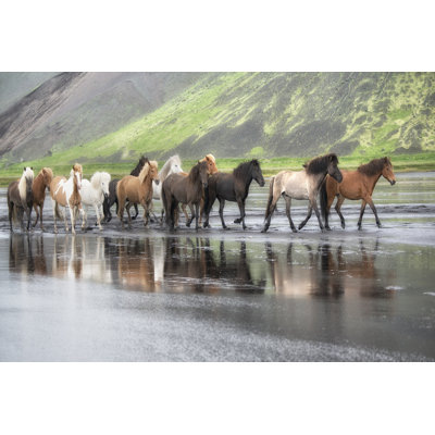 Chevaux Islandais xiv