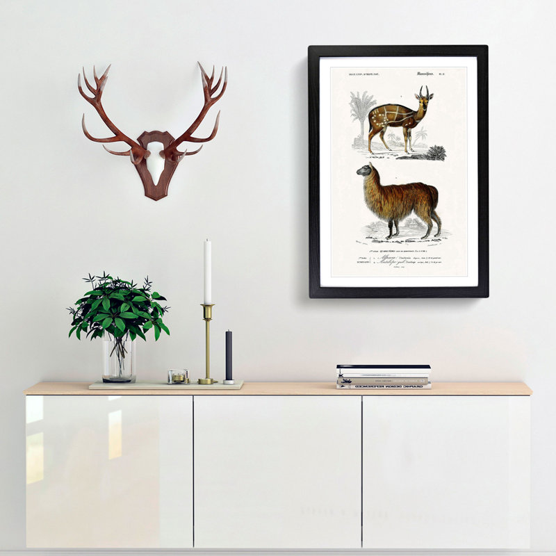 Alpaca And Antelope by Charles D'Orbigny - Single Picture Frame Painting, 33cm H x 24cm W x 2cm D, Black Framed