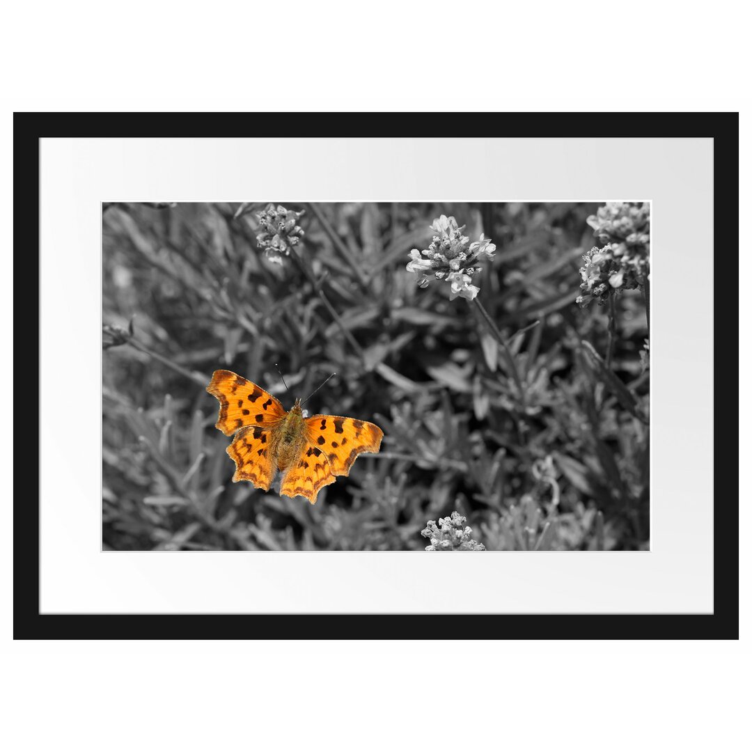 Schmetterling in Blumenwiese Gerahmter Fotodruck Poster