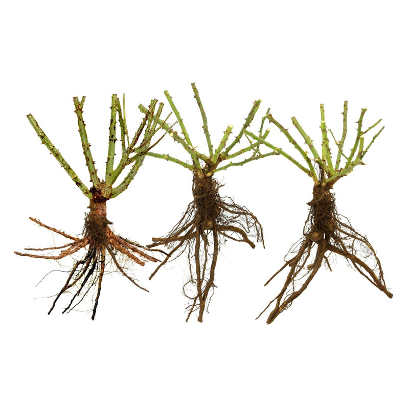 Bare Root Rose Earth Angel (3-Pack)