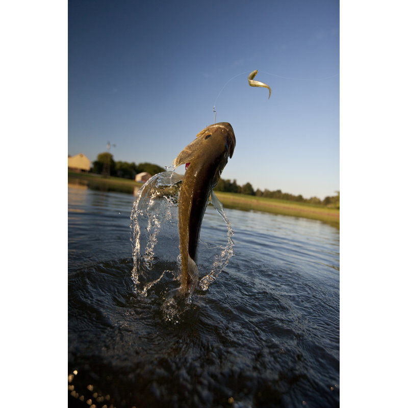 Saut à l'achigan à grande bouche par le Photographe3431, H 12 po x l 8 po