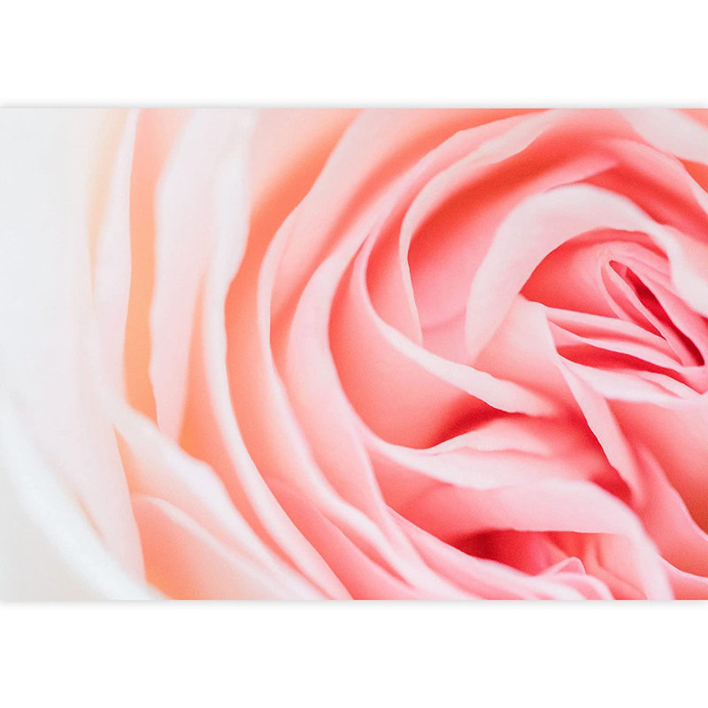 Gros plan sur des pétales de fleurs roses, L 66 po x l 96 po