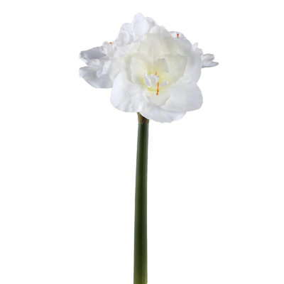 Amaryllis 75cm Plant