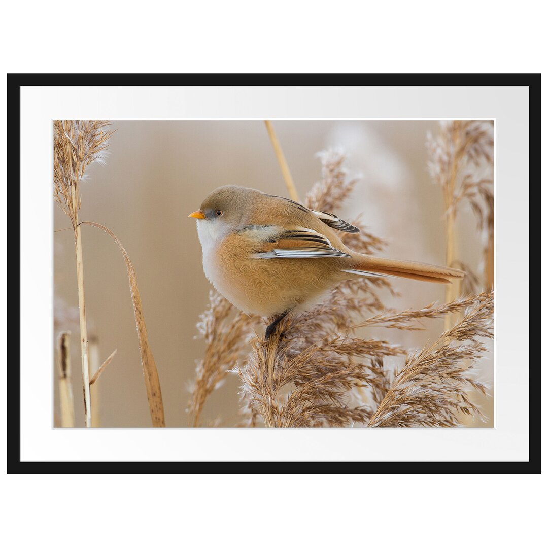 Gerahmtes Poster Kleiner Vogel auf Weizen