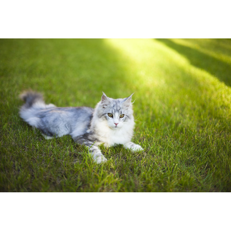 Cat - Wrapped Canvas Print, 81cm H x 122cm W x 3.8cm D