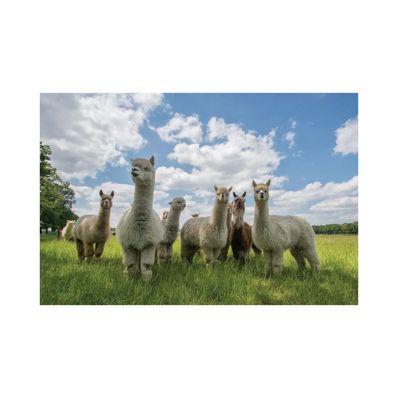Send In The Alpaca's! by Gert Van Den Bosch - Wrapped Canvas Gallery-Wrapped Canvas Giclée, 20.32 cm H x 30.48 cm W