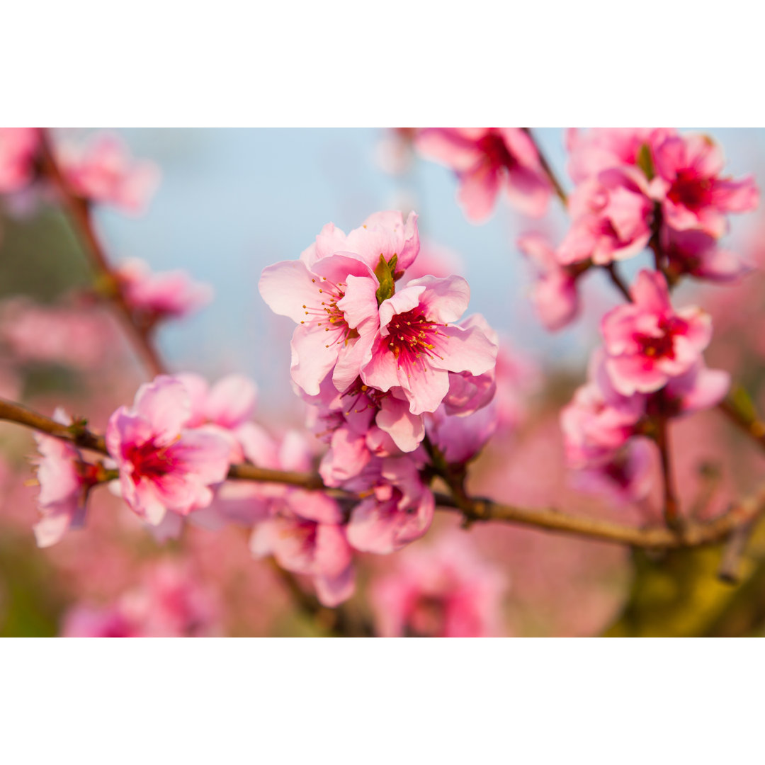 Peach Flowers by Marcoprati - Wrapped Canvas Print