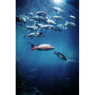 Tunafish by JulPo - Wrapped Canvas Print