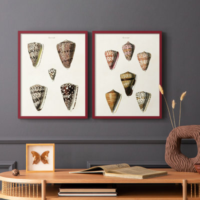 Cone Shell Collection III - reproduction encadrée de qualité supérieure - prête à être accrochée - aucun clou requis - aucun clou requis
