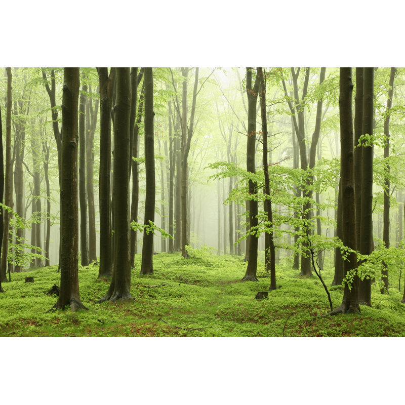 Spring Beech Forest - Wrapped Canvas Print, 51cm H x 76cm W