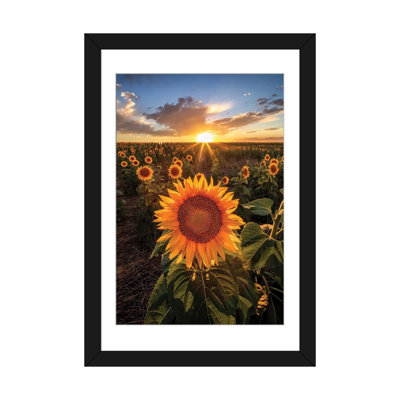 «Sunset Sky Over Sunset Flower Field In Colorado», reproduction d'art mural - papier d'art encadré