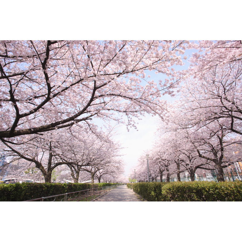 Row of Cherry Blossoms - Photographie sur toile tendue, H 8 po x l 12 po