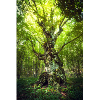 Ankith " Magic Tree " by Den-Belitsky