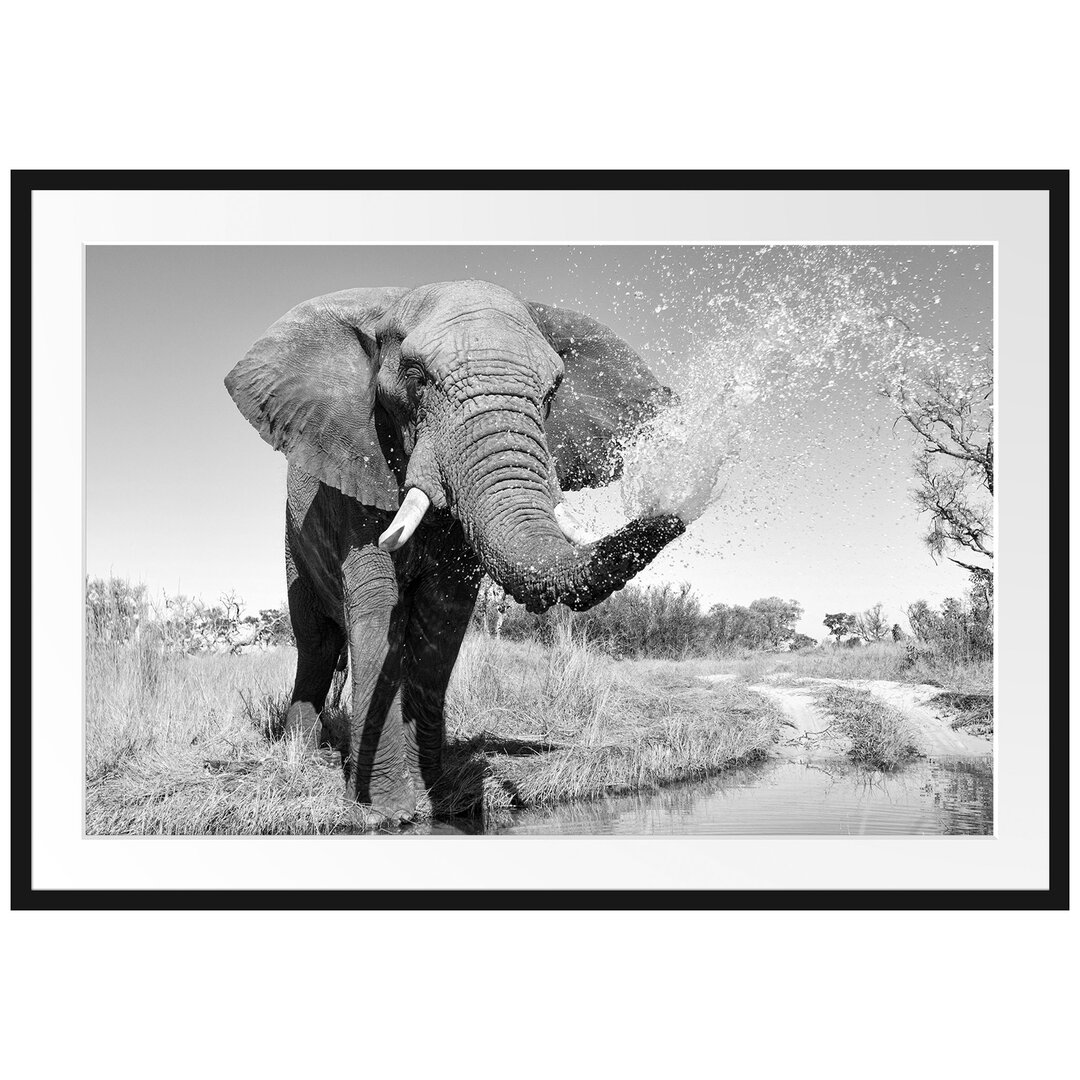 Gerahmtes Poster Elefant Spritzt mit Wasser