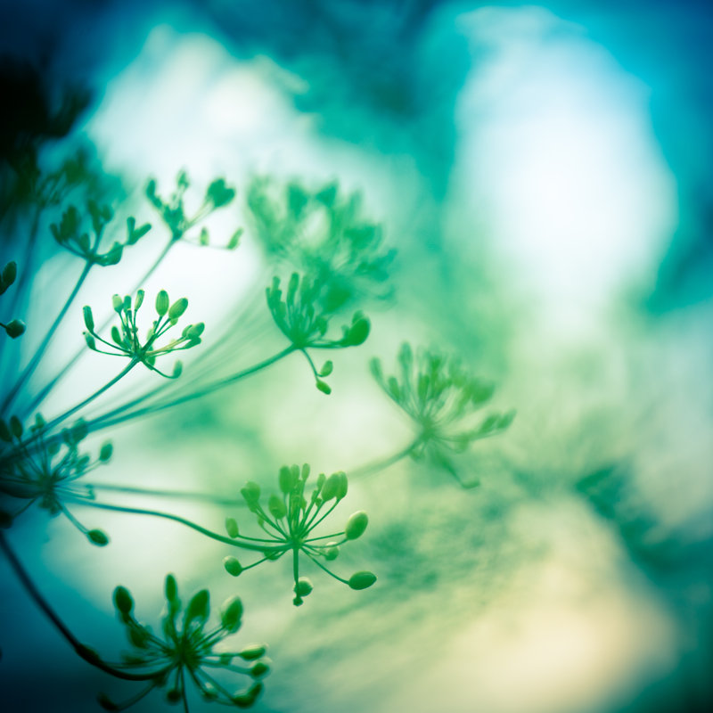 Wildflower by Jeja - Wrapped Canvas Print, 76cm H x 76cm W x 3.8cm D