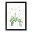 Daisy Flowers by Pierre-Joseph Redoute - Picture Frame Painting Print-55491180-55491179