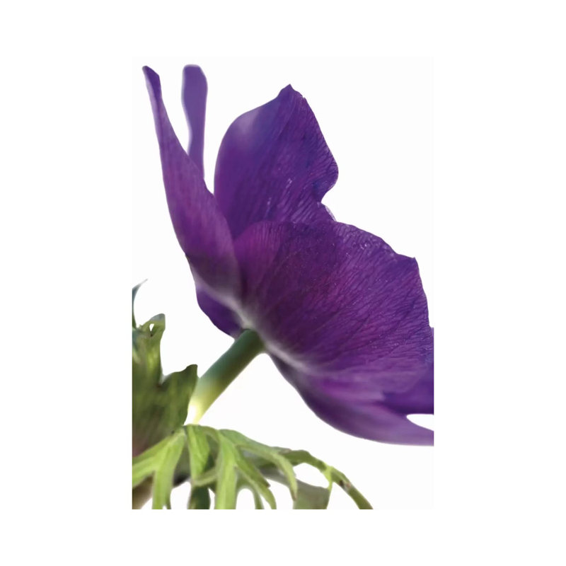Floral Saturation III by Boyce Watt - Wrapped Canvas Print