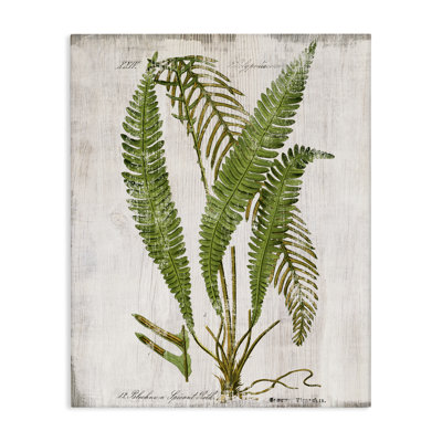 «Thin Fern Leaves Study», art mural sur toile par Susan Arnot bp-694_CN