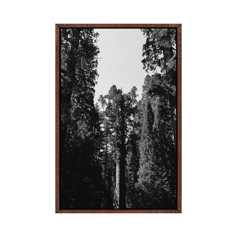 Sequoia National Park XII by Bethany Young - Print on Canvas, 66.04cm H x 45.72cm W x 3.81cm D, Classic Brown Wood Framed