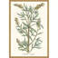 Plantes botaniques III S / 2
