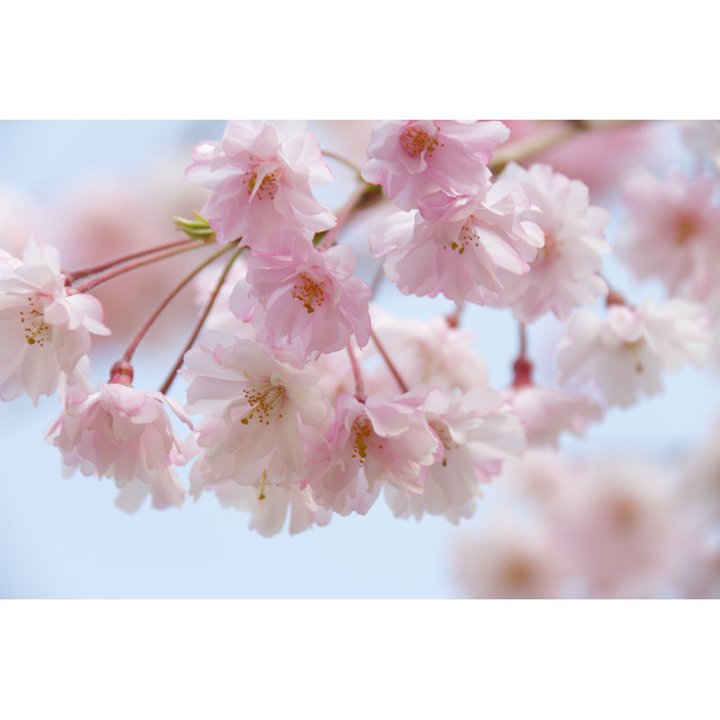 Shianne Shianne Japanese Cherry Blossoms by Anna Breit - Wrapped Canvas Print, 61cm H x 91cm W x 3.8cm D