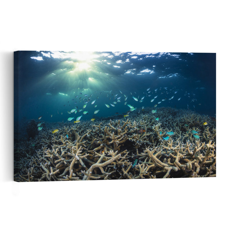 Sunlit Underwater Coral Reef Colorful Serene Vibrant Fish Nature Ocean Wall Art Print 1 Piece Wrapped Canvas Wall Art