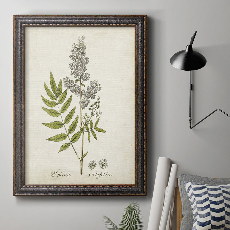 Antique Herb Botanical III - reproduction d'art sur toile encadrée, H 20 po x l 16 po x P 2,5 po