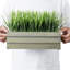Johnone 22.09 cm Artificial Grass in Planter